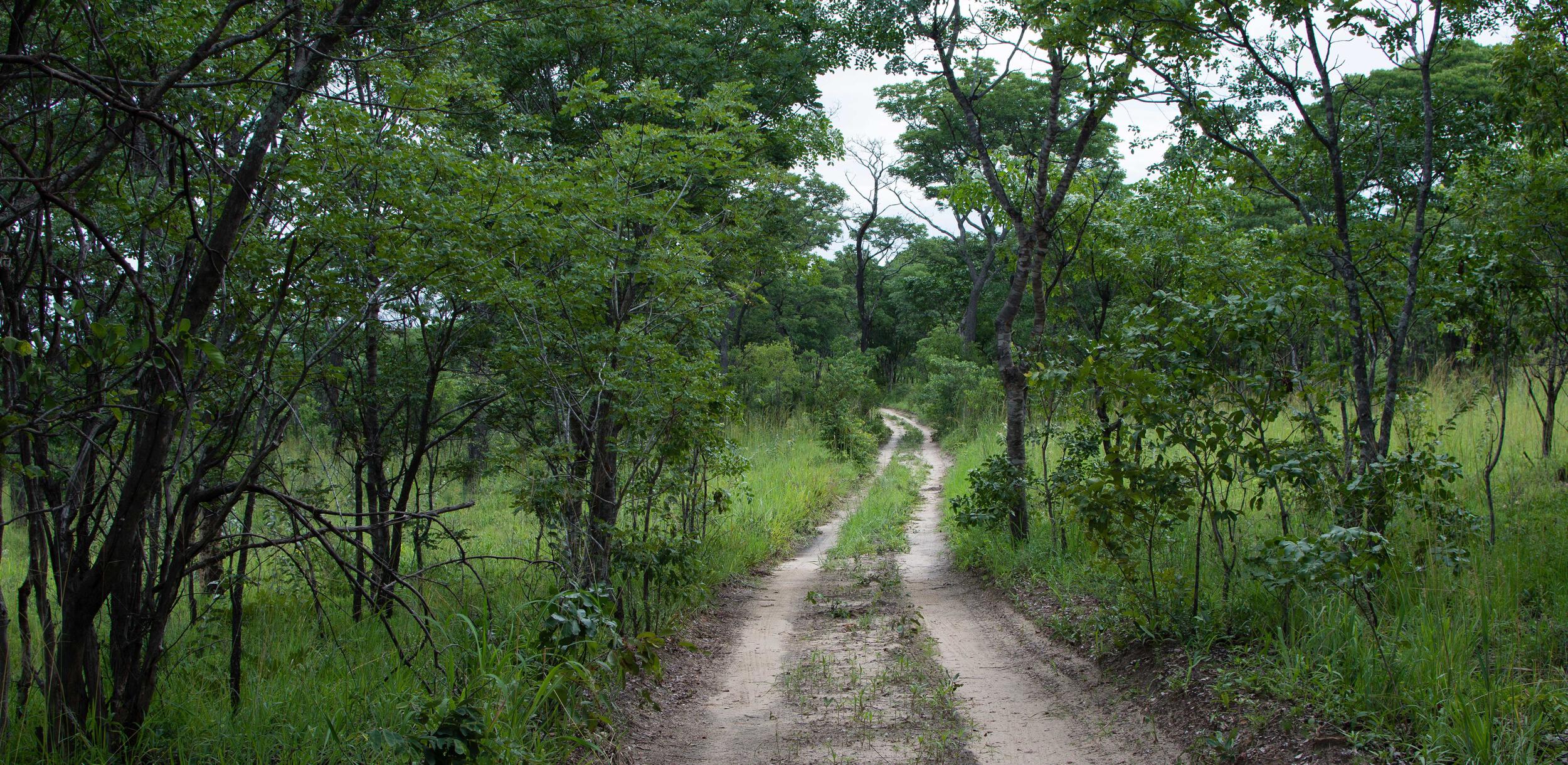 Miombo woodland in Bicuar National Park, Angola